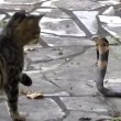 VIDEO YouTube: cobra in giardino, gatto decide di affrontarlo 06
