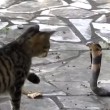 VIDEO YouTube: cobra in giardino, gatto decide di affrontarlo 07