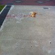 Gatto ferito in mezzo alla strada, tra le macchie di sangue. O forse no... FOTO 3