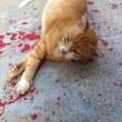 Gatto ferito in mezzo alla strada, tra le macchie di sangue. O forse no... FOTO 4