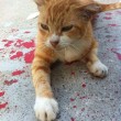 Gatto ferito in mezzo alla strada, tra le macchie di sangue. O forse no... FOTO