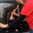 Libby, pittbull salvata dalla morte diventa cane-poliziotto03
