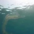 Palermo, colonia di polipi nel mare di Palermo sembra un alieno