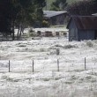 VIDEO YouTube. Australia, piovono ragni: la distesa di ragnatele a Goulburn FOTO