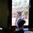 Video YouTube: il puma vuole entrare in casa, il gatto lo caccia 04