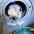 Gatto messo all'interno della lavatrice da un gruppo di ragazzini02