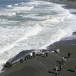 California, il mistero delle balene morte sulla costa