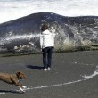 California, il mistero delle balene morte sulla costa02