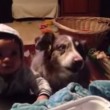 VIDEO YouTube: cane affamato dice "mamma" prima del bimbo, lui non la prende bene3