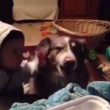 VIDEO YouTube: cane affamato dice "mamma" prima del bimbo, lui non la prende bene2