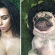 Il carlino si mette in posa come Kim Kardashian: il risultato è comico FOTO5