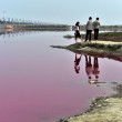Cina, lago si tinge di rosa: turisti incantati FOTO 3