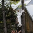 gatto-albero
