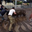 Georgia, inondazione a Tbilisi: almeno 8 morti. Animali in fuga dallo zoo03