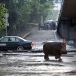 Georgia, inondazione a Tbilisi: almeno 8 morti. Animali in fuga dallo zoo10