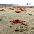 VIDEO YouTube, FOTO - Spiaggia di San Diego invasa dai granchi rossi 6