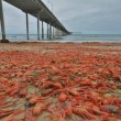 VIDEO YouTube, FOTO - Spiaggia di San Diego invasa dai granchi rossi 3