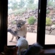 Video YouTube: il puma vuole entrare in casa, il gatto lo caccia 01