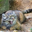 Gatto Manul vive in Asia: muso schiacciato gli fa fare queste facce 10