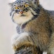 Gatto Manul vive in Asia: muso schiacciato gli fa fare queste facce 11