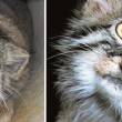 Gatto Manul vive in Asia: muso schiacciato gli fa fare queste facce 12