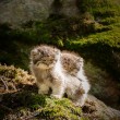 Gatto Manul vive in Asia: muso schiacciato gli fa fare queste facce 02