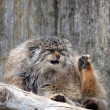 Gatto Manul vive in Asia: muso schiacciato gli fa fare queste facce 08