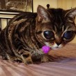 VIDEO YouTube - FOTO Matilda, la "gatta aliena" 3