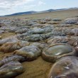 Meduse giganti invadono le spiagge del Regno Unito FOTO 3