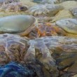 Meduse giganti invadono le spiagge del Regno Unito FOTO