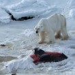 La nuova dieta dell'orso polare: ora mangia delfini. Colpa del cambiamento climatico 01