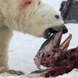 La nuova dieta dell'orso polare: ora mangia delfini. Colpa del cambiamento climatico 02
