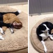 VIDEO YouTube - Russell, gatto infermiere: aiuta gli animali in clinica FOTO3