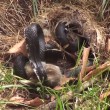 VIDEO YouTube. Mamma coniglio combatte col serpente per difendere cuccioli