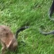 VIDEO YouTube. Mamma coniglio combatte col serpente per difendere cuccioli5