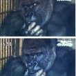 Shabani, il gorilla sexy che piace alle giapponesi FOTO 2