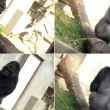Shabani, il gorilla sexy che piace alle giapponesi FOTO