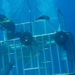 VIDEO YouTube: sub esce dalla gabbia di protezione e tocca enorme squalo bianco4