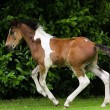Da Vinci, il puledro che ha raffigurato un altro cavallo su spalla e criniera4