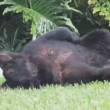 Florida, orso bruno mangia 10 kg di cibo per cani e si addormenta nel giardino7