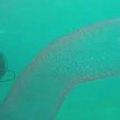 VIDEO YouTube. Blob fluttuante in mare: grande quanto un'auto, cosa sarà?2