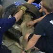 Usa, pompieri salvano cane con testa incastrata nel pneumatico 3