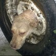 Usa, pompieri salvano cane con testa incastrata nel pneumatico 4