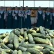 Cetriolo mania in Russia: ricette per tutti i gusti al Cucumber Day