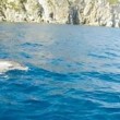 VIDEO YouTube: delfini tra Ponza e Ventotene. Turisti li riprendono dalla barca 3