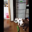 VIDEO YouTube: il gatto terrorizzato da un cetriolo 03