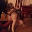 VIDEO YouTube: cane husky mangia tortino marijuana per sbaglio, ecco la sua reazione3