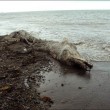 VIDEO YouTube. Misteriosa creatura spiaggiata in Siberia: delfino con pelliccia?