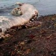 VIDEO YouTube. Misteriosa creatura spiaggiata in Siberia: delfino con pelliccia? 2
