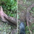 Trova mostro nel bosco senza occhi e zampe anteriori, su Fb: "Cos'è?" FOTO 2